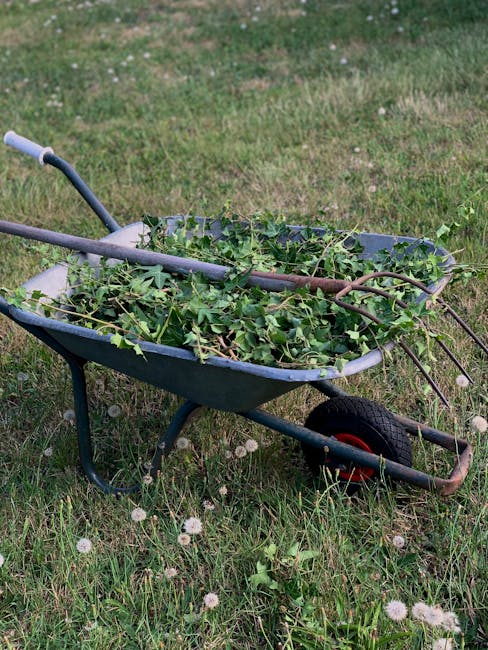 A green metal garden wheelbarrow with black handles and a single black wheel with a red rim, positioned on a grassy lawn. The wheelbarrow is filled with freshly clipped green foliage and small branches, indicating it has been used for garden clearing or trimming. The surrounding area features small white flowers and a patch of short, uneven grass. The scene suggests an outdoor garden maintenance activity, with the wheelbarrow temporarily holding garden waste intended for collection or disposal. The environment appears natural and well-lit, consistent with daytime outdoor conditions, aligning with typical practices of private or independent garden rubbish removal services. The wheelbarrow's sturdy construction and visible wear indicate it is used regularly for garden waste, aligning with the context of clearing work supported by rubbish removal specialists.